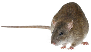 norway-rat